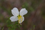 White meadowbeauty