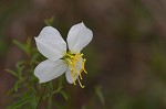 White meadowbeauty