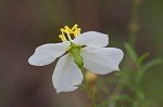 White meadowbeauty