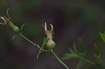 White meadowbeauty