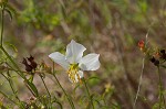 White meadowbeauty