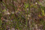 White meadowbeauty