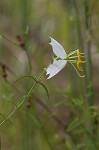 White meadowbeauty