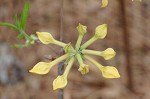 Flame azalea