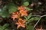 Flame azalea