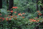 Flame azalea