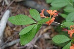 Flame azalea