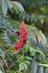 Staghorn sumac