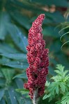 Staghorn sumac