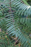 Staghorn sumac