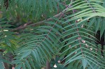 Staghorn sumac