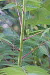 Staghorn sumac