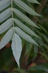 Staghorn sumac