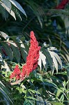 Staghorn sumac