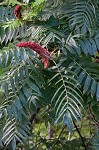 Staghorn sumac