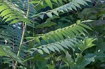 Staghorn sumac