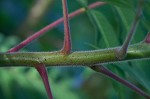 Staghorn sumac