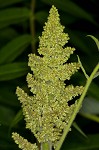 Staghorn sumac