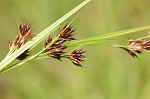 Brownish beaksedge