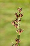 Brownish beaksedge