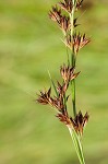 Brownish beaksedge