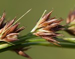 Brownish beaksedge