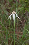 Sandswamp whitetop