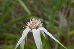 Sandswamp whitetop