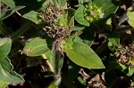 Florida pusley <BR>Rough Mexican clover