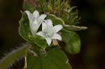 Florida pusley <BR>Rough Mexican clover