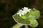 Florida pusley <BR>Rough Mexican clover