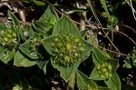 Florida pusley <BR>Rough Mexican clover