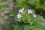 Florida pusley <BR>Rough Mexican clover