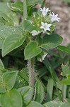 Florida pusley <BR>Rough Mexican clover