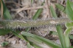 Florida pusley <BR>Rough Mexican clover