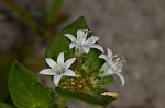 Florida pusley <BR>Rough Mexican clover