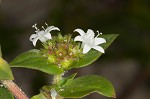 Florida pusley <BR>Rough Mexican clover