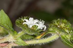 Florida pusley <BR>Rough Mexican clover