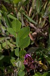 Dwarf bristly locust