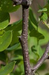 Dwarf bristly locust