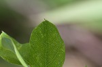 Dwarf bristly locust