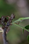 Dwarf bristly locust