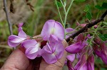 Dwarf bristly locust