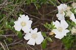 Cherokee rose