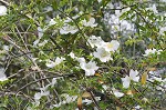 Cherokee rose