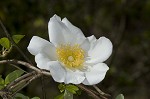 Cherokee rose