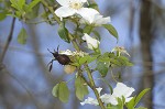 Cherokee rose