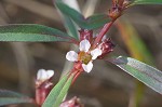 Lowland rotala