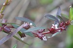 Lowland rotala