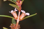 Lowland rotala